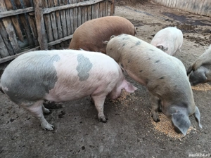 Porci de vânzare 