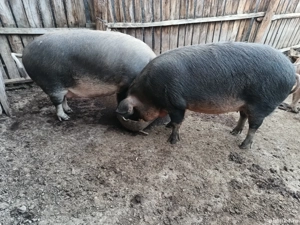 Porci de vânzare  - imagine 4 Porci de vânzare  - imagine 4