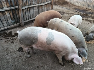 Porci de vânzare 