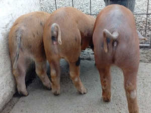 Vând purcei - imagine 2