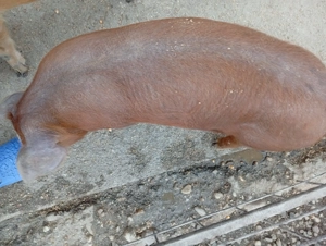 Vând purcei - imagine 4