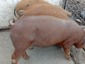 Vând purcei - imagine 5