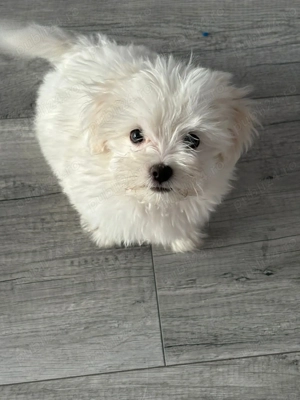 Bichon Maltez