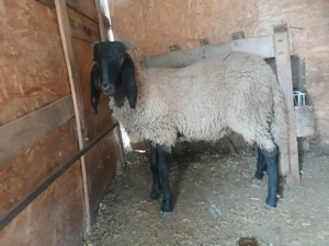 Vând oi carabase și sârbești