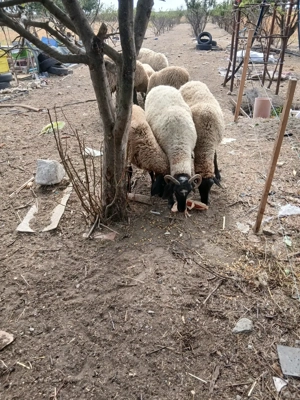 Vând oi carabase și sârbești  - imagine 2 Vând oi carabase și sârbești  - imagine 2