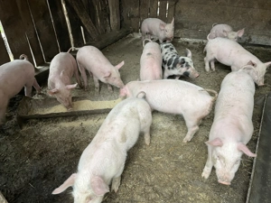 De vânzare 11 purcei 