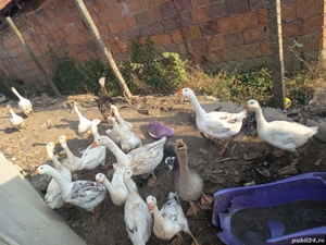 gîste bune de zacut si de ouă  - imagine 3