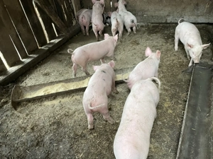 De vânzare 11 purcei  - imagine 2 De vânzare 11 purcei  - imagine 2