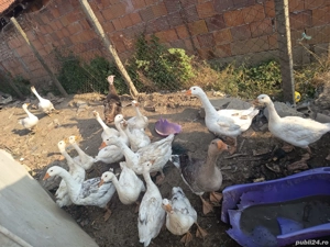 gîste bune de zacut si de ouă  - imagine 2