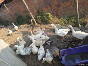 gîste bune de zacut si de ouă