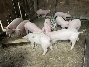 De vânzare 11 purcei  - imagine 4 De vânzare 11 purcei  - imagine 4