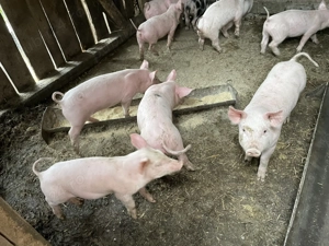 De vânzare 11 purcei  - imagine 3 De vânzare 11 purcei  - imagine 3