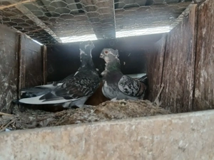 Vând porumbei satineti