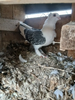 Vând porumbei satineti - imagine 2