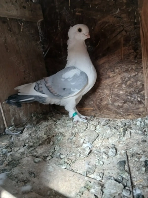 Vând porumbei satineti - imagine 3