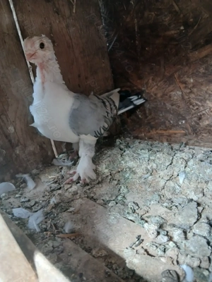 Vând porumbei satineti - imagine 4