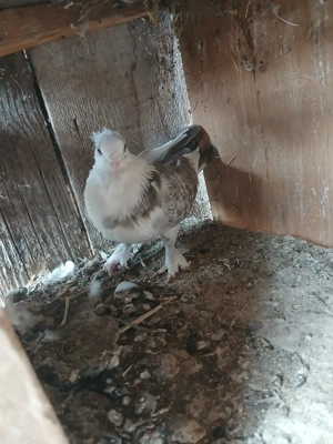 Vând porumbei satineti - imagine 5