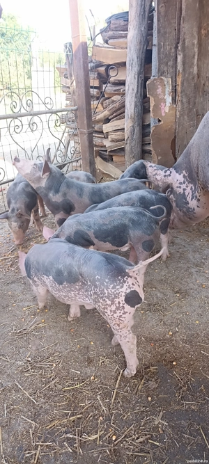 Purcei pietrain - imagine 3 Purcei pietrain - imagine 3