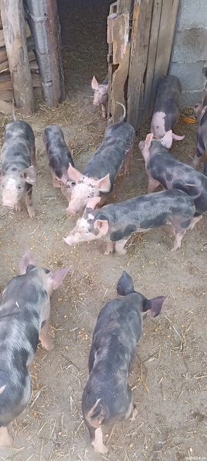 Purcei pietrain - imagine 4 Purcei pietrain - imagine 4