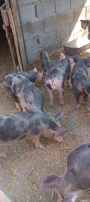 Purcei pietrain - imagine 5 Purcei pietrain - imagine 5