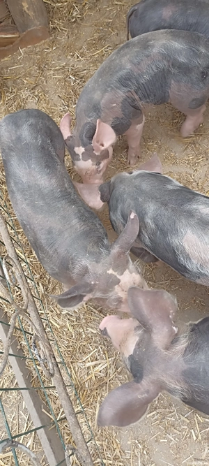 Purcei pietrain - imagine 2 Purcei pietrain - imagine 2