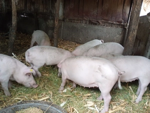 Vând purcei din rasa Marele Alb, - imagine 2 Vând purcei din rasa Marele Alb, - imagine 2