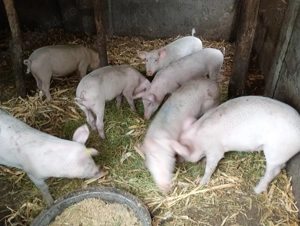 Vând purcei din rasa Marele Alb,