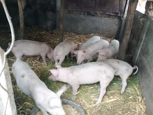 Vând purcei din rasa Marele Alb, - imagine 3 Vând purcei din rasa Marele Alb, - imagine 3