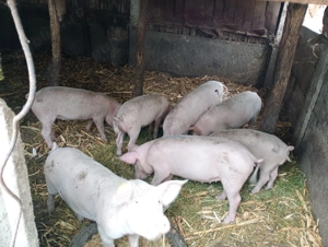 Vând purcei din rasa Marele Alb, - imagine 4 Vând purcei din rasa Marele Alb, - imagine 4