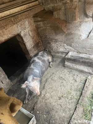 vand purcea  - imagine 2 vand purcea  - imagine 2