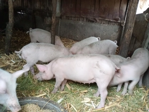 Vând purcei din rasa Marele Alb, - imagine 5 Vând purcei din rasa Marele Alb, - imagine 5