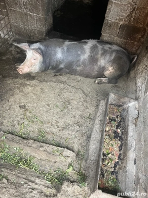 vand purcea  - imagine 4 vand purcea  - imagine 4