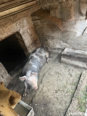 vand purcea  - imagine 3 vand purcea  - imagine 3