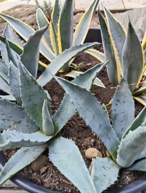 Agave verde și verde cu galben 