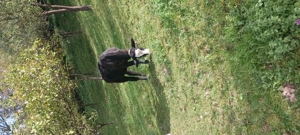 Vând  2 juninci - imagine 3 Vând  2 juninci - imagine 3