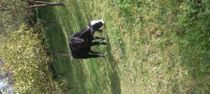 Vând  2 juninci - imagine 2 Vând  2 juninci - imagine 2