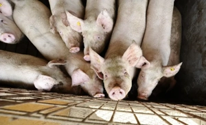 Porci de vanzare de tara 