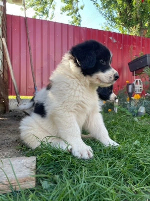 Ciobanesc de bucovina din tată cu pedigree  - imagine 3