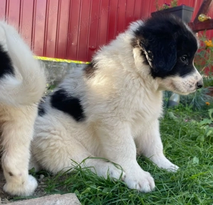 Ciobanesc de bucovina din tată cu pedigree  - imagine 4