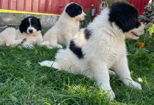 Ciobanesc de bucovina din tată cu pedigree 