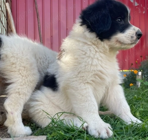 Ciobanesc de bucovina din tată cu pedigree  - imagine 5