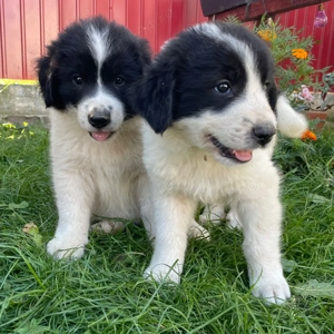 Ciobanesc de bucovina din tată cu pedigree  - imagine 2