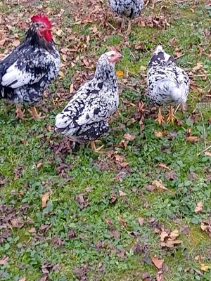 Găini pita pinta Asturiana - imagine 4