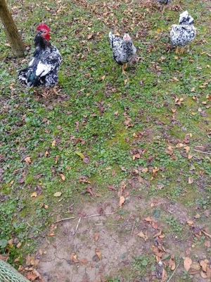 Găini pita pinta Asturiana - imagine 3