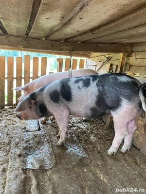 porci de vanzare  - imagine 5