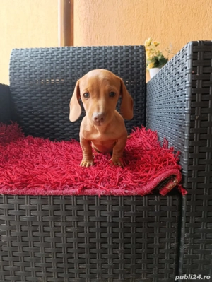 mascul teckel disponibil 