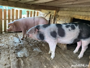 porci de vanzare  - imagine 3