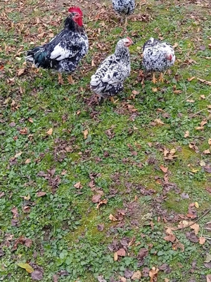 Găini pita pinta Asturiana - imagine 2