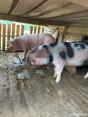 porci de vanzare  - imagine 4