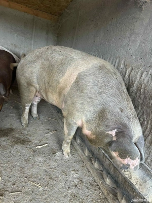 porc de vazare 